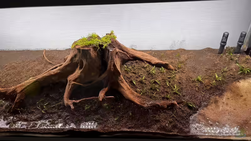 Aquarium Amazonasfluss von MichaE (5)