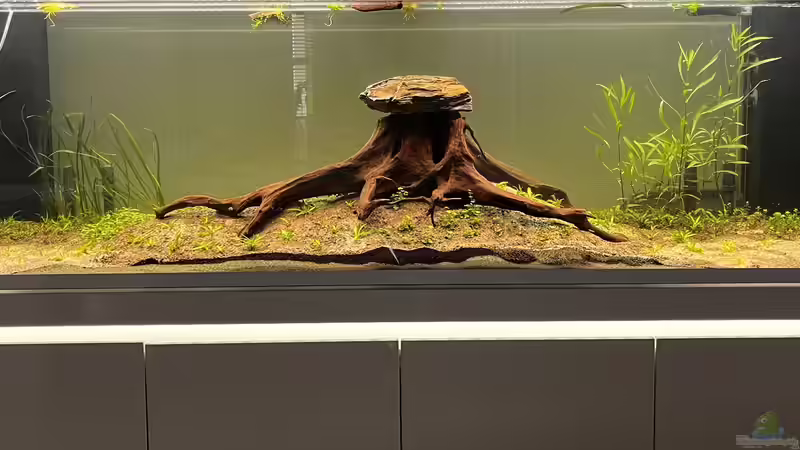 Aquarium Amazonasfluss von MichaE (6)