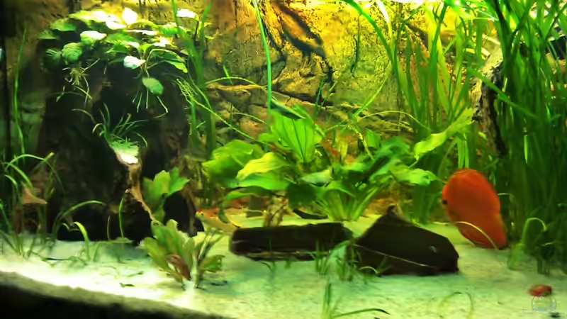 Aquarium Amazonashabitat von LockHeed (4)