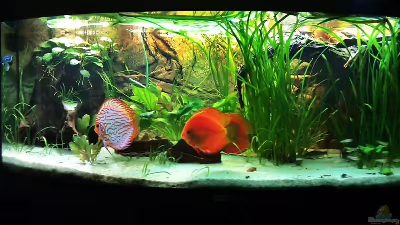 Aquarium Amazonashabitat von LockHeed (5)