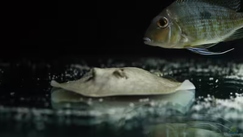 Aquarium Amazonasufer von AmazonasFelix (4)