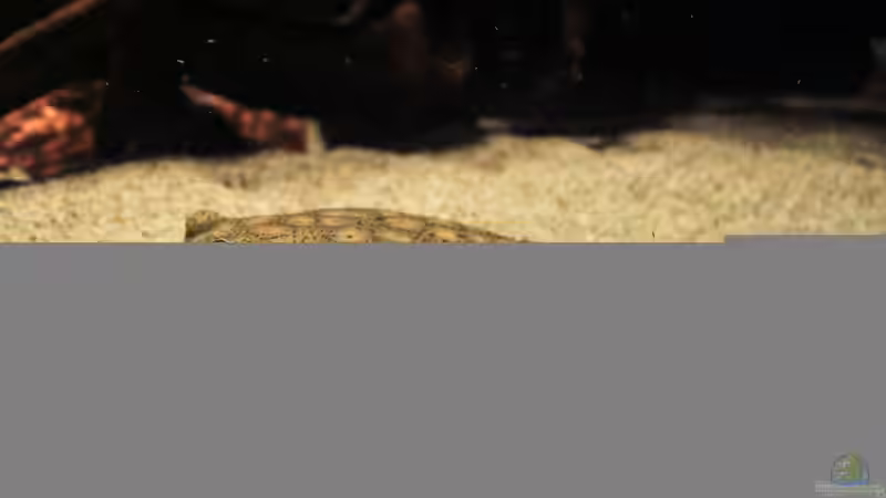 Aquarium Amazonasufer von AmazonasFelix (5)