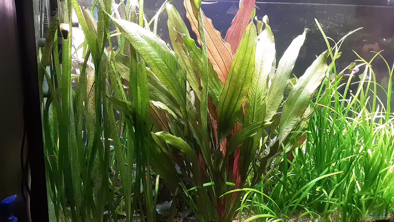 Aquarium Amazonien von Pflanzenwolf (7)