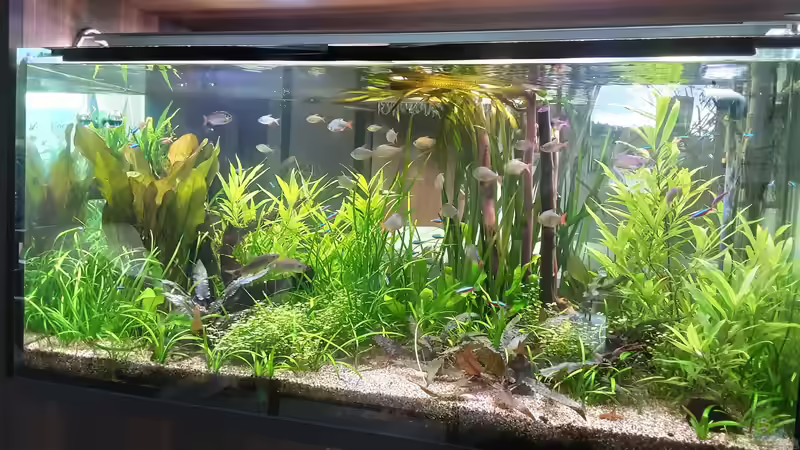 Aquarium Amazonien von Pflanzenwolf (9)