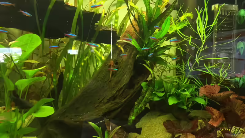 Aquarium Amerika Gesellschaftsbecken von Embasch (2)