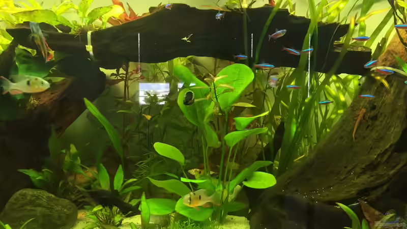 Aquarium Amerika Gesellschaftsbecken von Embasch (3)