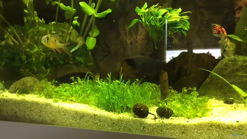 Aquarium Amerika Gesellschaftsbecken von Embasch (4)