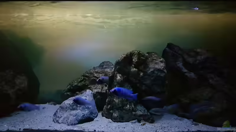 Aquarium "Das beste Programm" von Marita K. (12)