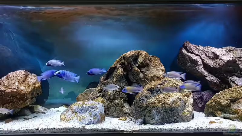Aquarium "Das beste Programm" von Marita K. (13)