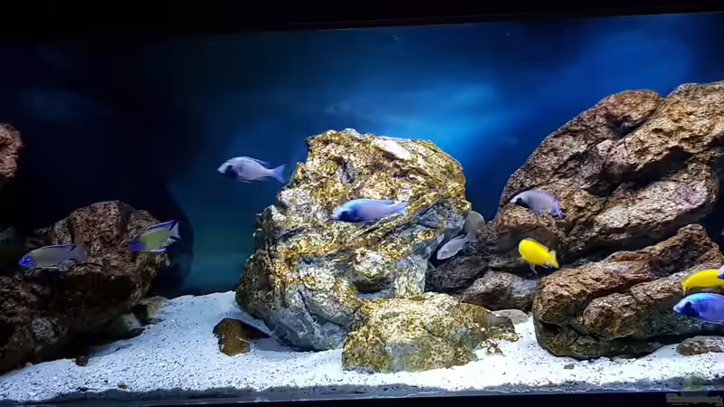 Aquarium &quot;Das beste Programm&quot; von Marita K. (4)