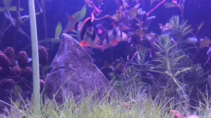 Aquarium &quot;Hide &amp; Seek&quot; Asia Pond von Paule ´s Beckenbauer (3)