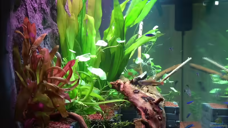 Aquarium &quot;Kindheitstraum&quot; von Tulpenknicker (10)