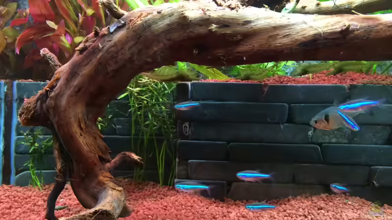 Aquarium &quot;Kindheitstraum&quot; von Tulpenknicker (7)