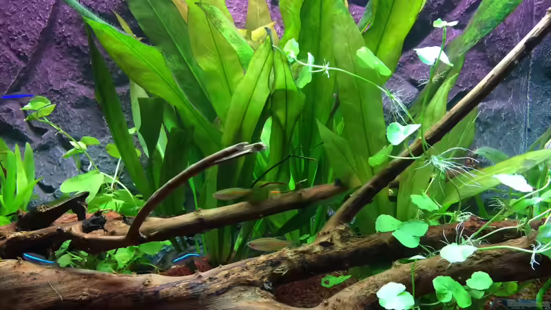 Aquarium &quot;Kindheitstraum&quot; von Tulpenknicker (8)