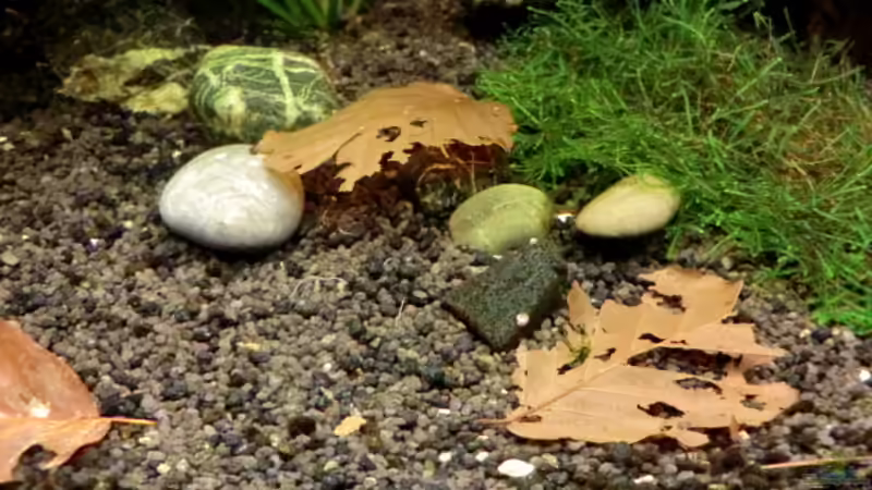 Aquarium "Leben an der Wurzel" von Wilhelm Posawatz (10)