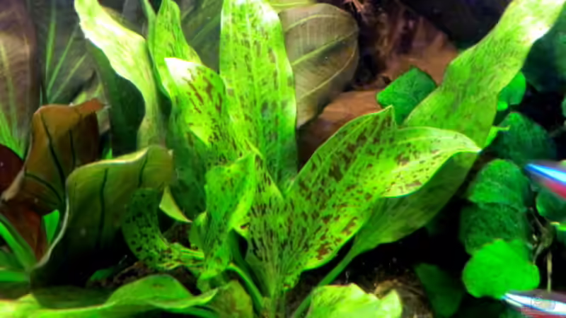 Aquarium "Leben an der Wurzel" von Wilhelm Posawatz (11)