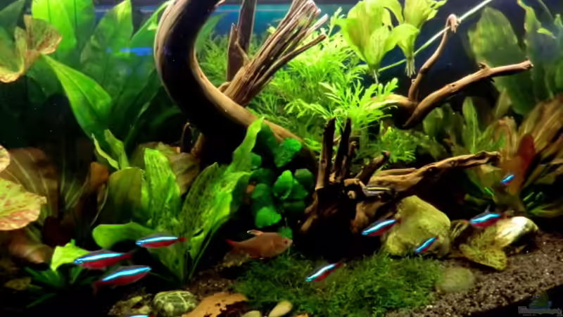 Aquarium "Leben an der Wurzel" von Wilhelm Posawatz (2)