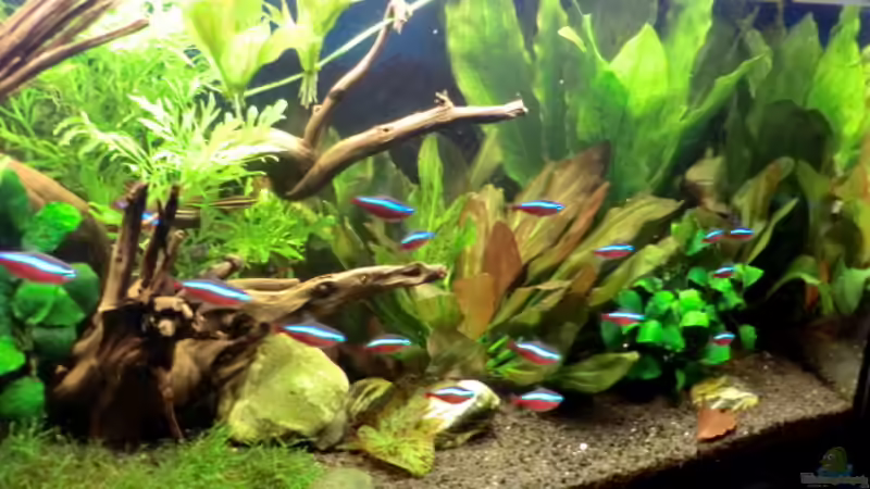 Aquarium "Leben an der Wurzel" von Wilhelm Posawatz (3)