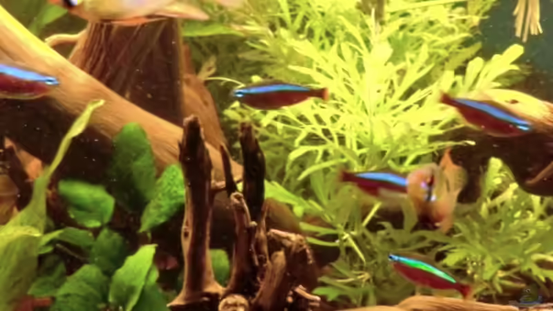 Aquarium "Leben an der Wurzel" von Wilhelm Posawatz (7)