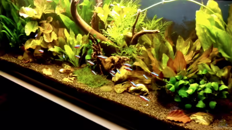 Aquarium &quot;Leben an der Wurzel&quot; von Wilhelm Posawatz (8)