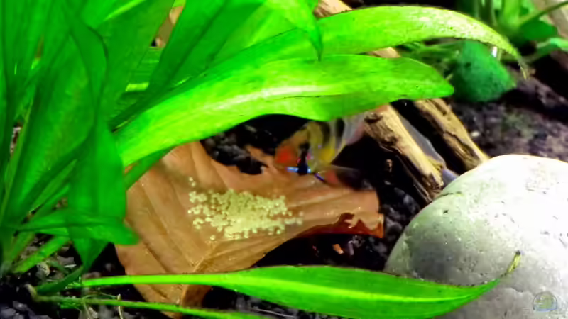 Aquarium &quot;Leben an der Wurzel&quot; von Wilhelm Posawatz (9)