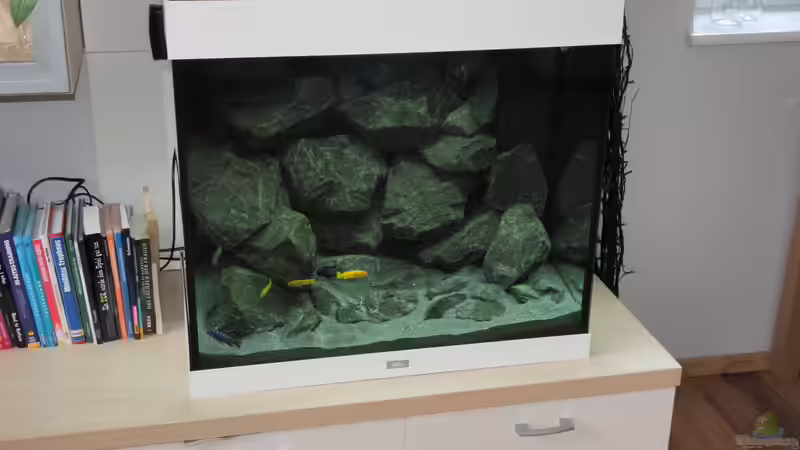 Aquarium &quot;Lido 200&quot; - &quot;Saulosi Artenbecken&quot; von Bbert (3)