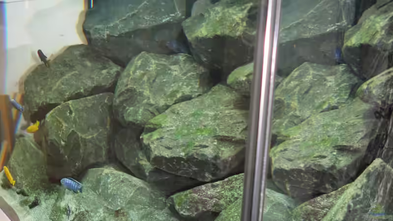 Aquarium &quot;Lido 200&quot; - &quot;Saulosi Artenbecken&quot; von Bbert (4)