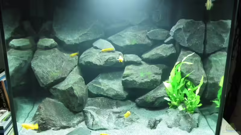 Aquarium &quot;Lido 200&quot; - &quot;Saulosi Artenbecken&quot; von Bbert (6)