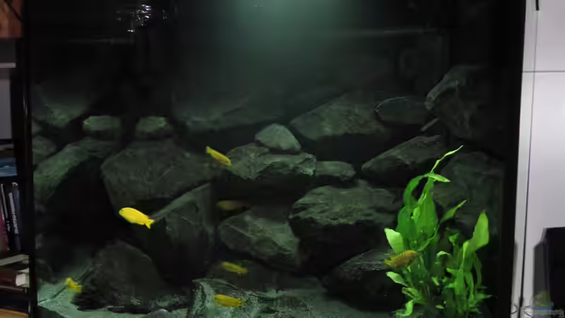 Aquarium &quot;Lido 200&quot; - &quot;Saulosi Artenbecken&quot; von Bbert (8)