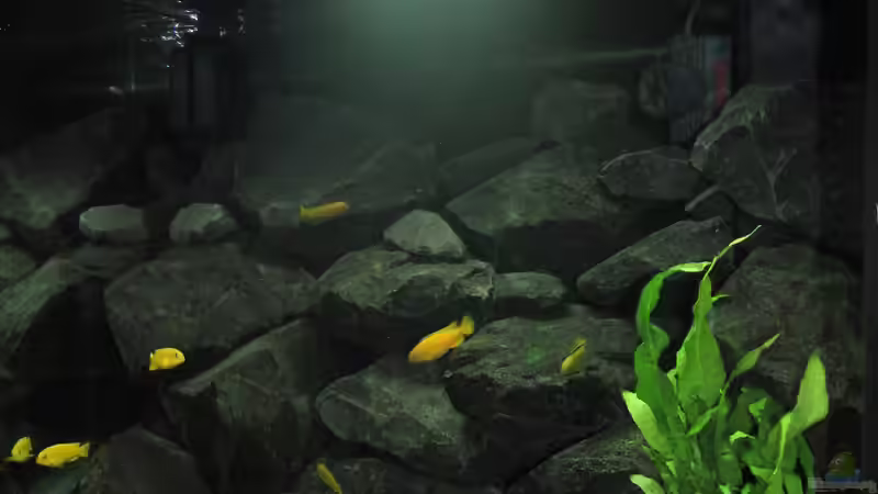 Aquarium &quot;Lido 200&quot; - &quot;Saulosi Artenbecken&quot; von Bbert (9)