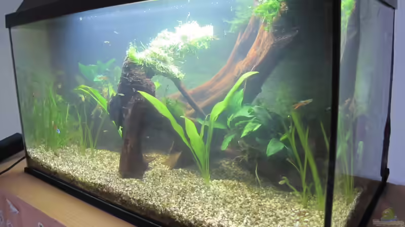 Aquarium &quot;Luke`s 54&quot; --Aufgelöst-- von Leo-FAN (2)