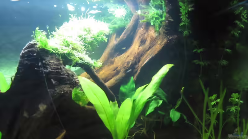 Aquarium &quot;Luke`s 54&quot; --Aufgelöst-- von Leo-FAN (3)