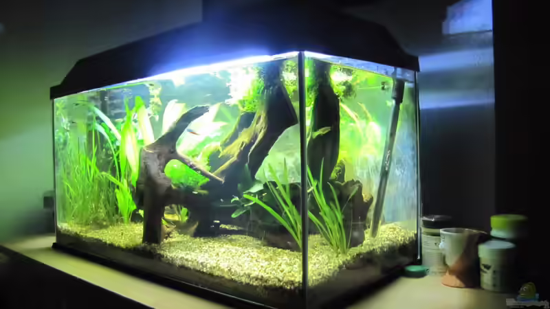 Aquarium "Luke`s 54" --Aufgelöst-- von Leo-FAN (5)