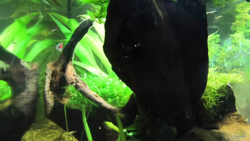 Aquarium "Luke`s 54" --Aufgelöst-- von Leo-FAN (8)