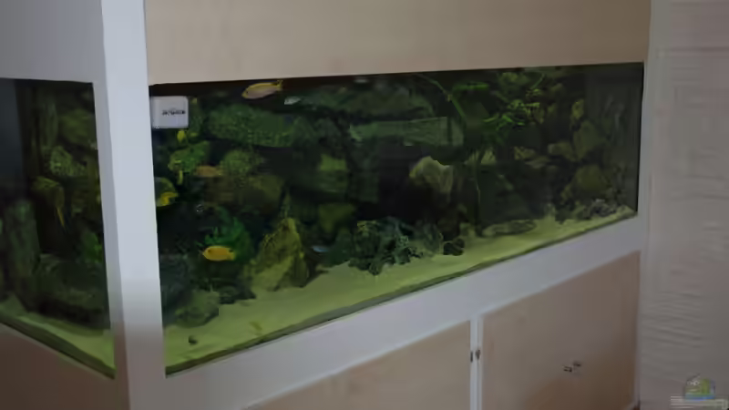 Aquarium "Mpanga Rocks" Nur noch als Beispiel von Wimmer Jürgen (6)
