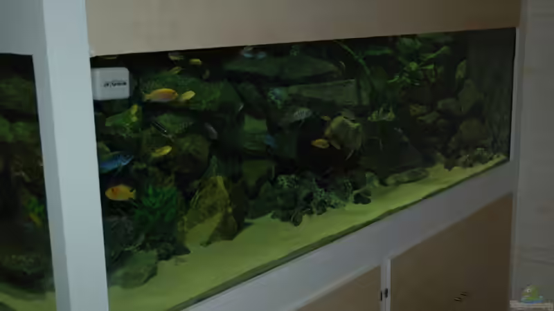 Aquarium "Mpanga Rocks" Nur noch als Beispiel von Wimmer Jürgen (7)