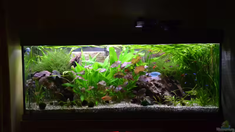 Aquarium &quot;the green one&quot; von Der Küstenjunge (5)