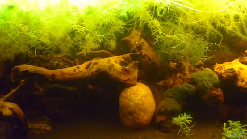 Aquarium &quot;Wilde Horde&quot; von Rootsman (11)