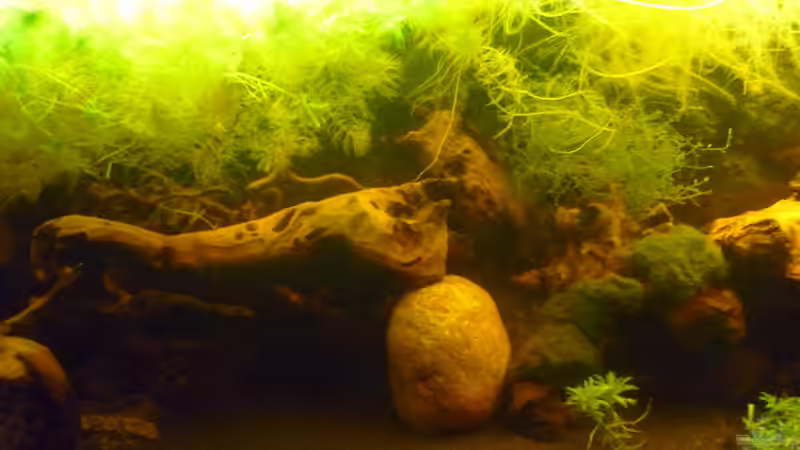 Aquarium &quot;Wilde Horde&quot; von Rootsman (12)