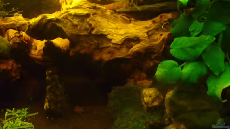 Aquarium "Wilde Horde" von Rootsman (13)