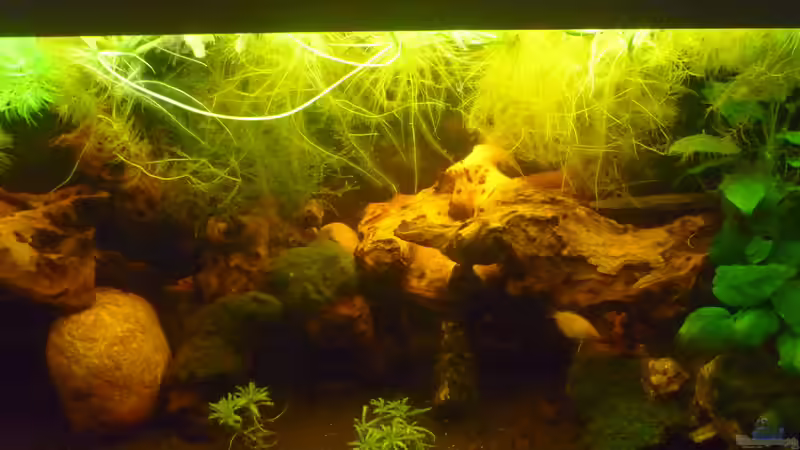 Aquarium &quot;Wilde Horde&quot; von Rootsman (17)