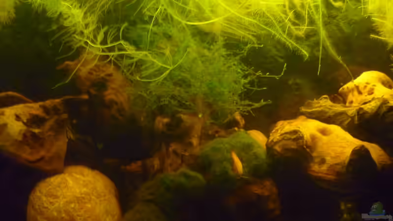 Aquarium "Wilde Horde" von Rootsman (23)