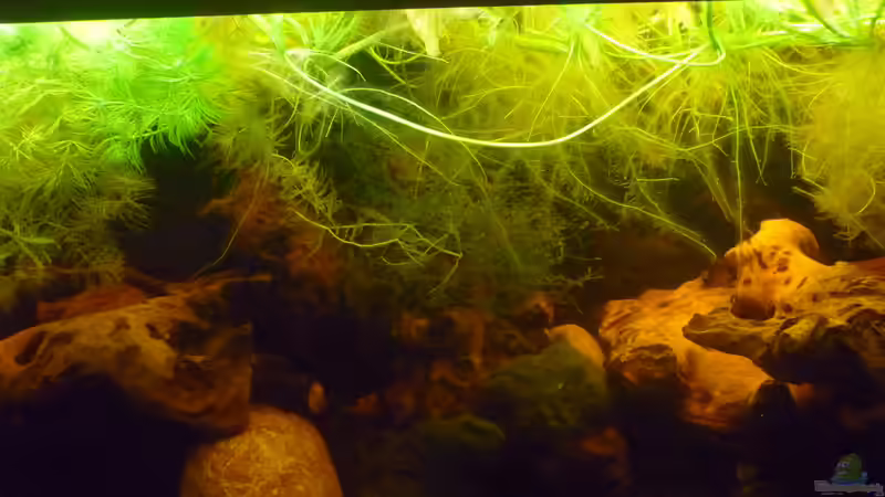 Aquarium "Wilde Horde" von Rootsman (24)