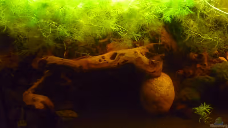 Aquarium "Wilde Horde" von Rootsman (25)