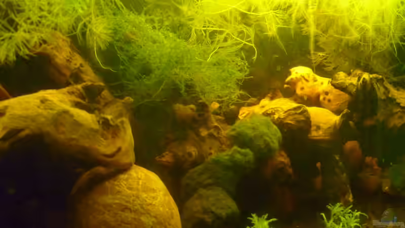 Aquarium &quot;Wilde Horde&quot; von Rootsman (27)
