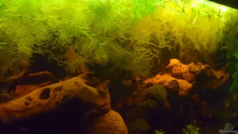 Aquarium "Wilde Horde" von Rootsman (28)