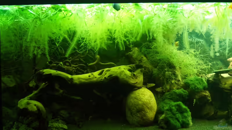 Aquarium "Wilde Horde" von Rootsman (29)