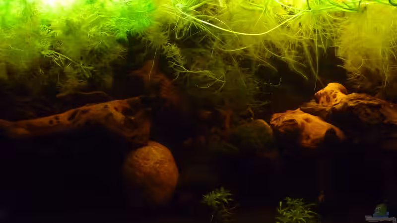 Aquarium &quot;Wilde Horde&quot; von Rootsman (8)