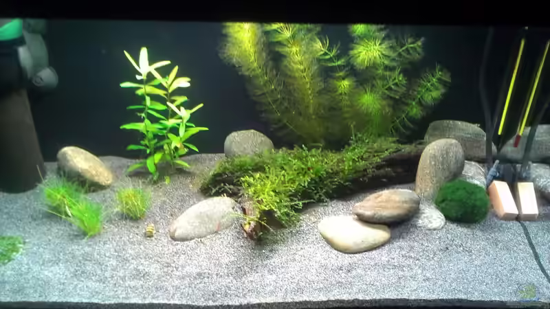 Aquarium &quot;Zufall&quot; von Pflanzenfreund (2)