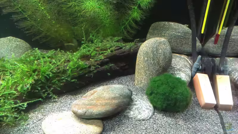 Aquarium &quot;Zufall&quot; von Pflanzenfreund (3)